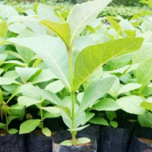 Best Plant Nursery in Yavatmal | Wide Selection of Healthy Plants | VIDHARBHAFARMS AGRO PRODUCER COMPANY LTD | C/O  BAPURAO WANKHEDE AMANPUR, TQ UMARKHED, Maharashtra, 445206