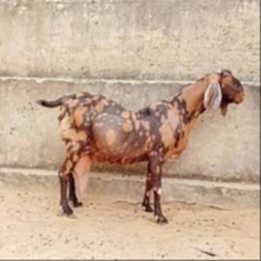 Sirohi Goat in Basti | High Fertility Rates at INDIAN GOAT FOUNDATION, BASTI