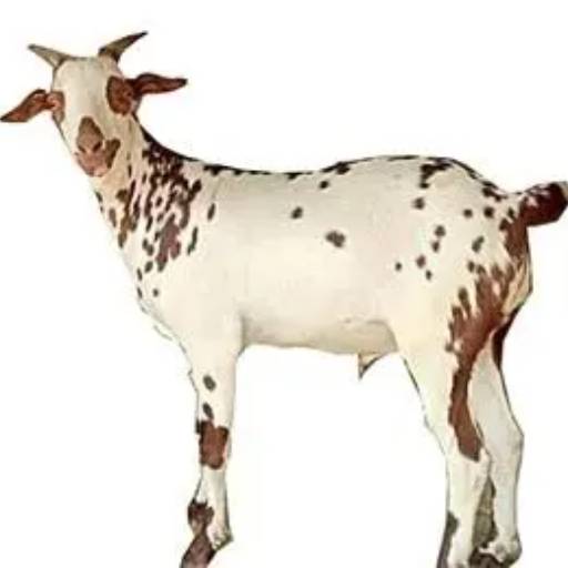 Barbari Goat in Basti | Top-Quality Breeding and Sales at INDIAN GOAT FOUNDATION, BASTI