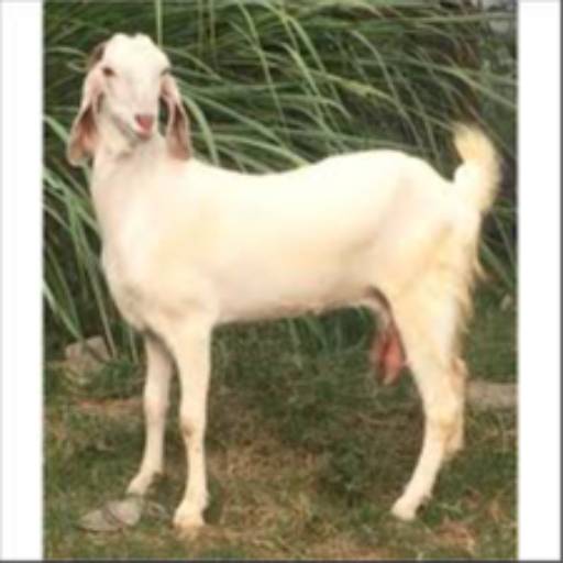 Jamunapari Goats in Basti | High Milk Production at INDIAN GOAT FOUNDATION, BASTI