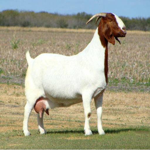 Boer Goat in Basti | High-Quality Breeding & Meat Production at INDIAN GOAT FOUNDATION, BASTI