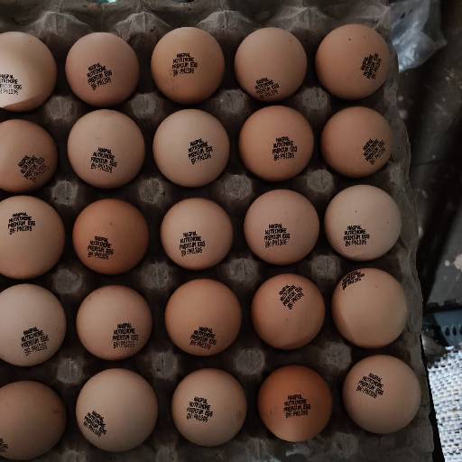 Fresh Eggs in Vapi | GUJARAT EGG SUPPLIERS